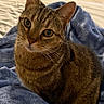 cat, tabby_cat, pet, animal, feline, portrait, closeup, whiskers, ears, eyes, brown_fur, striped_fur, sitting, blanket, blue_blanket, bed, indoors, cozy, cute, photography
