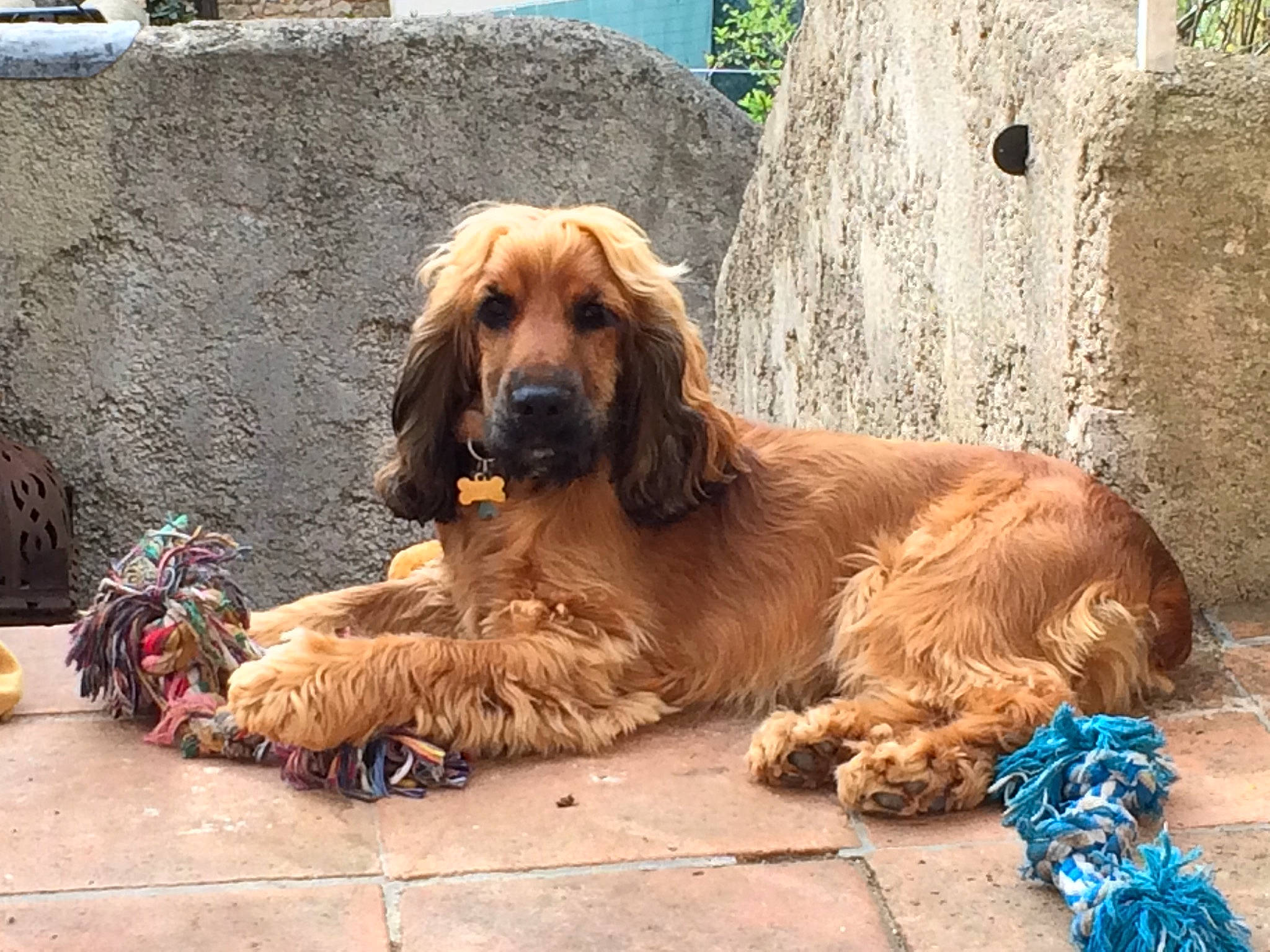 Joe a rejoint le concours — aidez-le/la à gagner de superbes lots ! canidae, carnivore, companion_dog, dog, dog_breed, dog_supply, fawn, fur, gun_dog, hound, liver, plant, retriever, snout, sporting_group, terrestrial_animal, tree, working_animal, working_dog