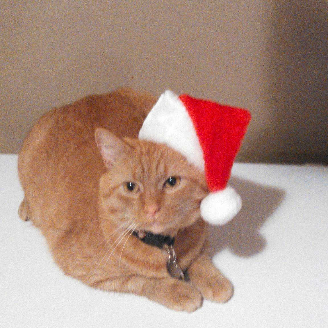 P Tom joined the competition — help win amazing prizes!