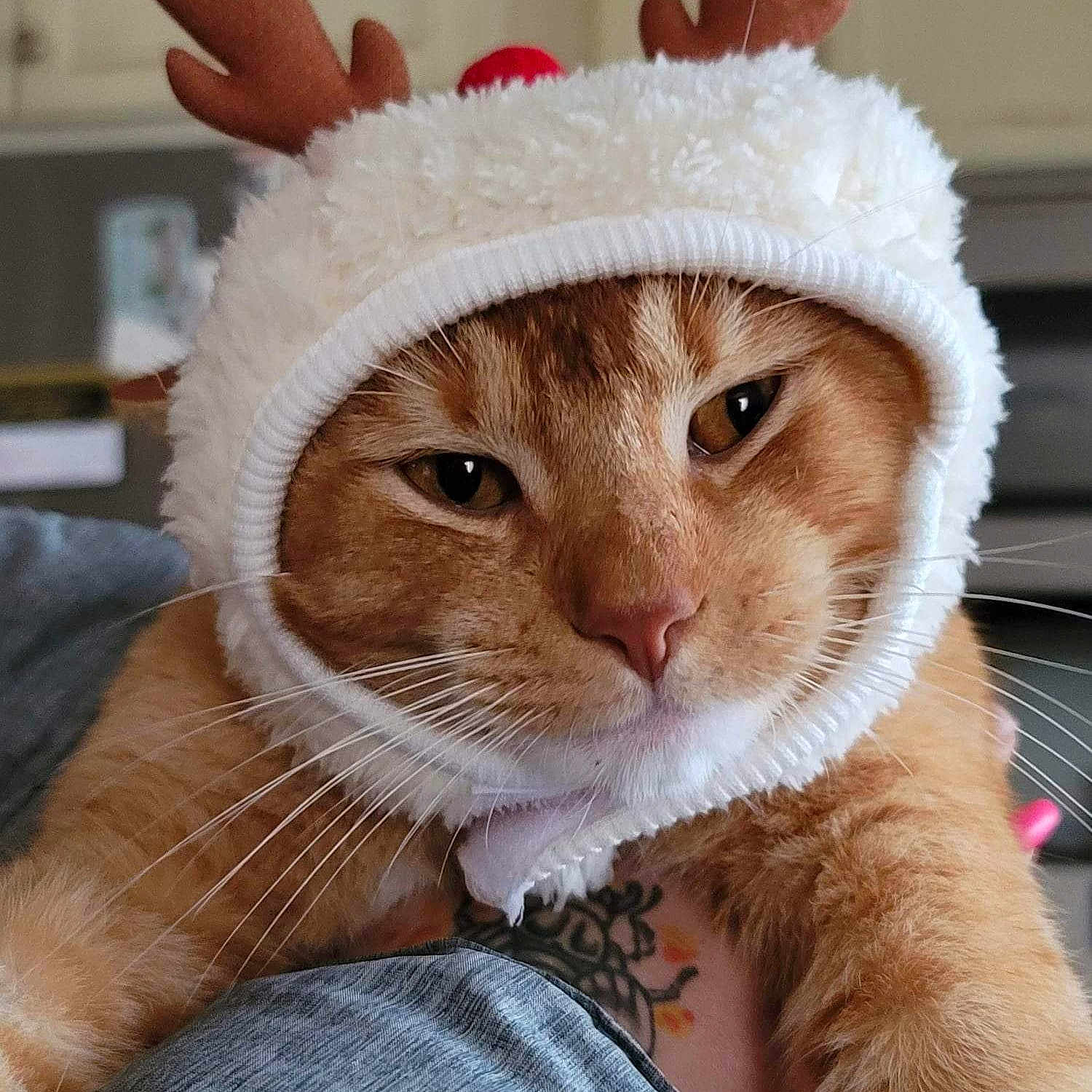 Dadda Kitty