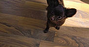 Franklin is registered to the contest to win money with this photo: adorable, animal, brown_dog, companion, curious, cute, dog, ears, flooring, fluffy, home, indoor, looking_up, pet, puppy, shadow, small_dog, standing, sunlight, wooden_floor