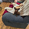 Franklin is registered to the contest to win money with this photo: blanket, casual_clothing, christmas_blanket, couch, cozy, dog, floor, furniture, gray_couch, holiday_decor, indoor, living_room, person, pet, puppy, red_blanket, relaxing, small_dog, video_game_controller, wood_floor