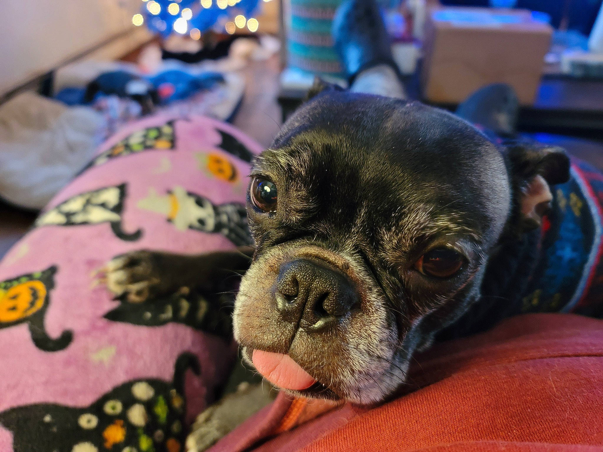 R.j. is registered to the contest to win money with this photo: blue, canidae, carnivore, chair, comfort, companion_dog, dog, dog_breed, ear, fawn, liver, magenta, pug, snout, sporting_group, terrestrial_animal, toy_dog, whiskers, working_animal, wrinkle