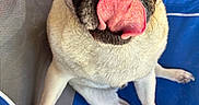 Theo Von joined the competition — help win amazing prizes! animal, blue_chair, canine, close_up, companion, cute, dog, expression, face, fur, indoor, licking, nose, paw, pet, playful, pug, sitting, tongue, whiskers
