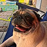 animal, backyard, canine, chair, closeup, dog, fence, grass, happy, hose, outdoor, pet, pool, portrait, pug, relaxed, smiling, summer, sunlight, tongue_out