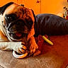 animal, brown, chewing, comfort, couch, cozy, cute, dog, face, fur, home, indoor, orange, paw, pet, playful, pug, relaxing, snout, toy