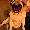 animal, brown, casual, companion, couch, dog, furniture, glasses, home, indoor, living_room, man, person, pet, pug, relaxed, seated, shirtless, tongue_out, warm_lighting