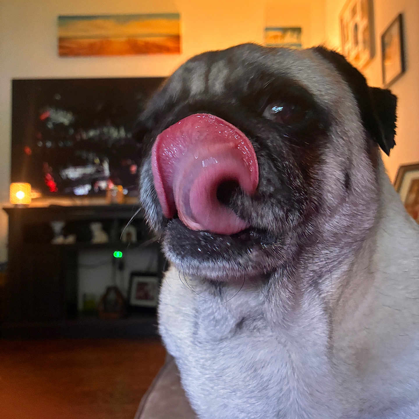 Theo Von joined the competition — help win amazing prizes! animal, close_up, couch, cute, dog, domestic, expression, face, funny, furniture, indoor, living_room, muzzle, pet, portrait, pug, tongue, wall_art, warm_lighting, whiskers