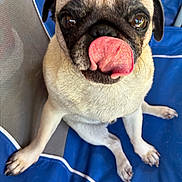 Theo joined the competition — help win amazing prizes! adorable, animal, blue_chair, close_up, cute, dog, expression, face, fur, indoor, looking_up, nose, paw, pet, pet_animal, pug, sitting, tongue, tongue_out, whiskers