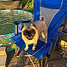 Theo is registered to the contest to win money with this photo: backyard, chair, concrete, dog, fence, folding_chair, grass, hammock, happy, metal_frame, outdoor, pet, playful, pool, pug, shade, shadows, summer, sunlight, tongue_out