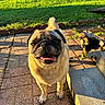 Theo is registered to the contest to win money with this photo: animal, brick_patio, canine, cute, daytime, dog, grass, greenery, happy, nature, outdoor, pet, playful, pug, small_dog, smiling, sunlight, sunshine, tongue_out, yard