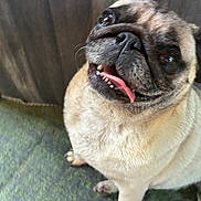 Theo joined the competition — help win amazing prizes! dog, pug, tongue_out, pet, close_up, indoor, carpet, curtain, foot, sandal, pink_nail_polish, happy, cute, animal, furry, small_dog, looking_up, face, nose, whiskers