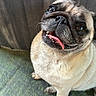dog, pug, tongue_out, pet, close_up, indoor, carpet, curtain, foot, sandal, pink_nail_polish, happy, cute, animal, furry, small_dog, looking_up, face, nose, whiskers