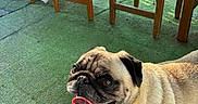 Theo joined the competition — help win amazing prizes! animal, daylight, dog, eyes, face, fur, green_carpet, happy, legs, mouth, outdoor, pet, pug, shadow, smiling, snout, sunlight, tongue_out, towel, wooden_chairs