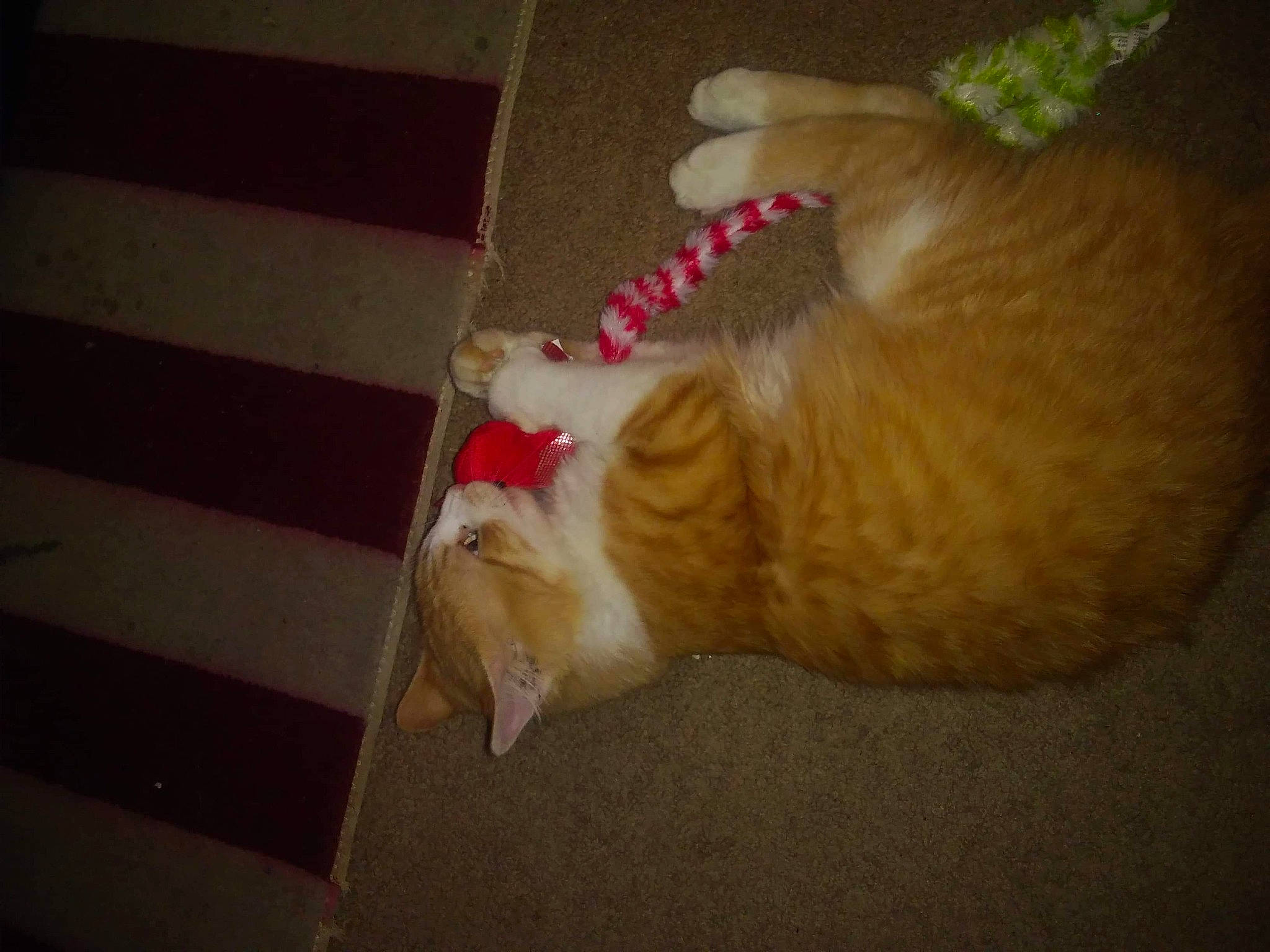 Leo is registered to the contest to win money with this photo: carnivore, cat, claw, european_shorthair, fawn, felidae, foot, fur, hand, nail, paw, polydactyl_cat, small_to_medium_sized_cats, tail, turkish_van, whiskers