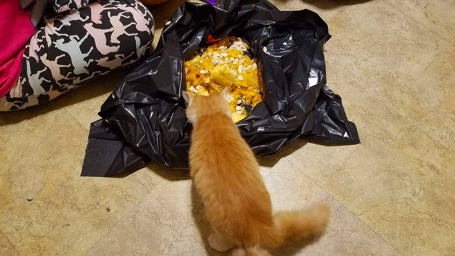 Leo is registered to the contest to win money with this photo: canidae, carnivore, cat, companion_dog, fawn, felidae, fur, small_to_medium_sized_cats, tail, whiskers