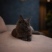 Amara a rejoint le concours — aidez-le/la à gagner de superbes lots ! animal, background, black_cat, cat, clock, couch, cozy, ears, eyes, feline, fluffy, furniture, home, indoor, living_room, pet, portrait, relaxing, soft_light, whiskers