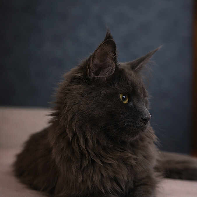 Amara a rejoint le concours — aidez-le/la à gagner de superbes lots ! animal, background_blur, bed, calm, cat, clock, closeup, domestic, feline, fluffy, gray, indoor, laying_down, mammal, pet, portrait, relaxed, side_view, soft_texture, yellow_eyes