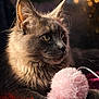 animal, cat, close_up, cozy, curious, domestic_cat, feather, fluffy, fur, gray_cat, indoor, paws, pet, pink_ball, playful, portrait, relaxed, soft_light, toy, whiskers