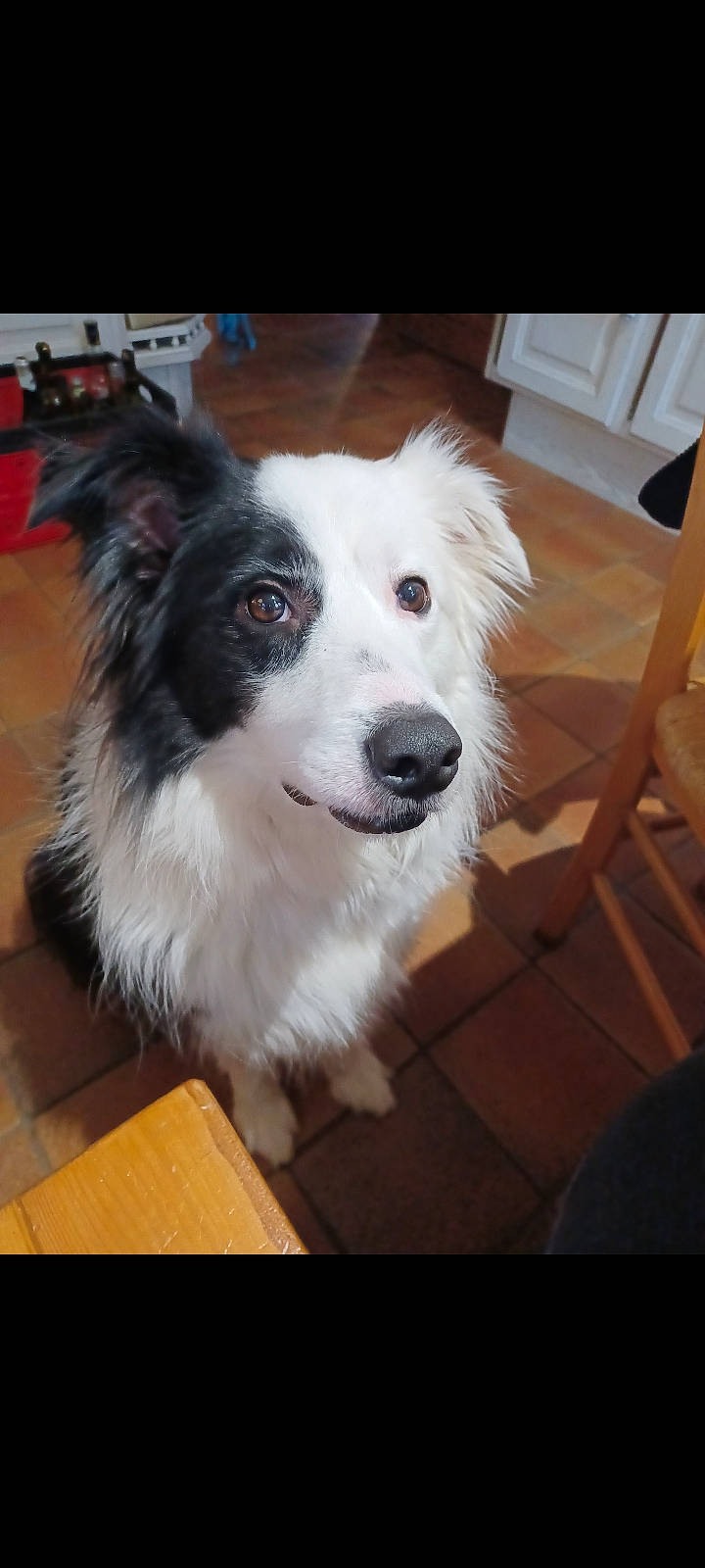 Baloo a rejoint le concours — aidez-le/la à gagner de superbes lots ! border_collie, canidae, carnivore, companion_dog, dog, dog_breed, flooring, fur, hardwood, herding_dog, terrestrial_animal, whiskers, wood, working_dog