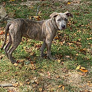 Zeus is registered to the contest to win money with this photo: dog, brindle_coat, collar, grass, yard, leaves, outdoor, pet, canine, fence, alert, standing, animal, nature, daylight, brown, curious, ears, snout, four_legs