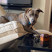 Zeus is registered to the contest to win money with this photo: beige, brindle, brown, canine, coffee_table, collar, couch, cushion, decorative_elephant, dog, furniture, home, indoor, living_room, paw, pet, reflection, relaxed, television, wooden_chest