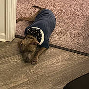 Zeus is registered to the contest to win money with this photo: animal, bandana, brown_dog, calm, canine, carpet, cozy, dog, flooring, fur, home, indoor, lying_down, paw, pet, quiet, relaxed, resting, sweater, wood_floor