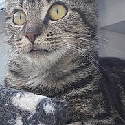 Athos participe au concours pour gagner de l'argent avec cette photo : cat, tabby, close_up, yellow_eyes, whiskers, paw, blanket, patterned_blanket, feline, pet, indoor, resting, curious, young_cat, fur, portrait, cute, animal, domestic_cat, tongue_out