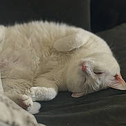 Mouse joined the competition — help win amazing prizes! cat, white_cat, pet, sleeping, relaxed, fluffy, indoor, couch, fur, animal, cute, domestic_animal, cozy, resting, whiskers, pink_nose, paws, nap, feline, lazy