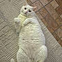 cat, white_cat, fluffy, lying_down, indoor, rug, tile_floor, pet, cute, fur, domestic_animal, relaxed, whiskers, paws, tail, looking_up, home, animal, mammal, cozy