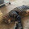 Sushi joined the competition — help win amazing prizes! cat, tabby, indoor, carpet, feline, pet, relaxed, animal, home, door, laundry_basket, striped, fur, whiskers, paws, resting, cozy, floor, domestic, quiet