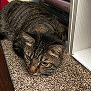 Sushi joined the competition — help win amazing prizes! cat, tabby, carpet, furniture, indoor, pet, animal, shelf, brown, striped, floor, closeup, cute, domestic, whiskers, ears, eyes, resting, cozy, quiet
