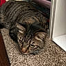 cat, tabby, carpet, furniture, indoor, pet, animal, shelf, brown, striped, floor, closeup, cute, domestic, whiskers, ears, eyes, resting, cozy, quiet