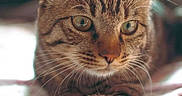 Sushi is registered to the contest to win money with this photo: cat, tabby_cat, pet, animal, feline, whiskers, paw, ears, eyes, fur, indoor, blanket, soft_texture, close_up, portrait, curious, stretching, resting, cozy, domestic