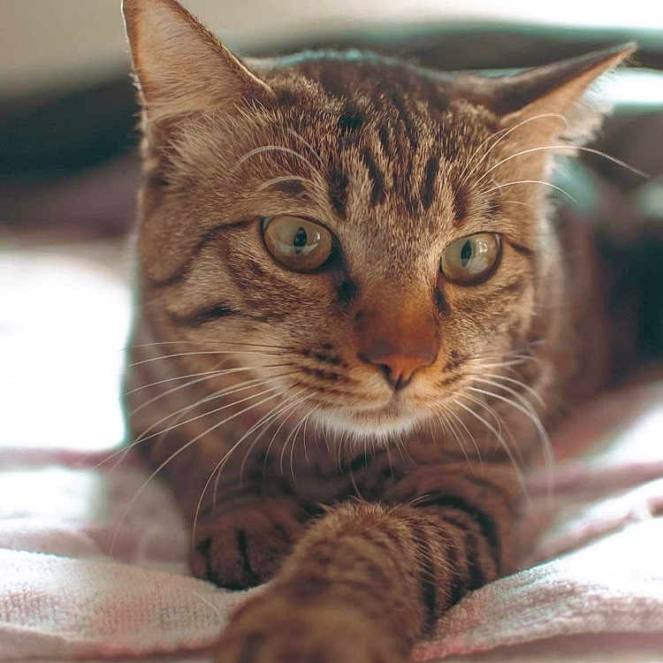 Sushi is registered to the contest to win money with this photo: cat, tabby_cat, pet, animal, feline, whiskers, paw, ears, eyes, fur, indoor, blanket, soft_texture, close_up, portrait, curious, stretching, resting, cozy, domestic