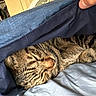 Sushi is registered to the contest to win money with this photo: cat, tabby, sleeping, blanket, bed, cozy, indoor, feline, pet, fur, resting, comfort, domestic, animal, striped, warm, relaxed, home, cute, napping