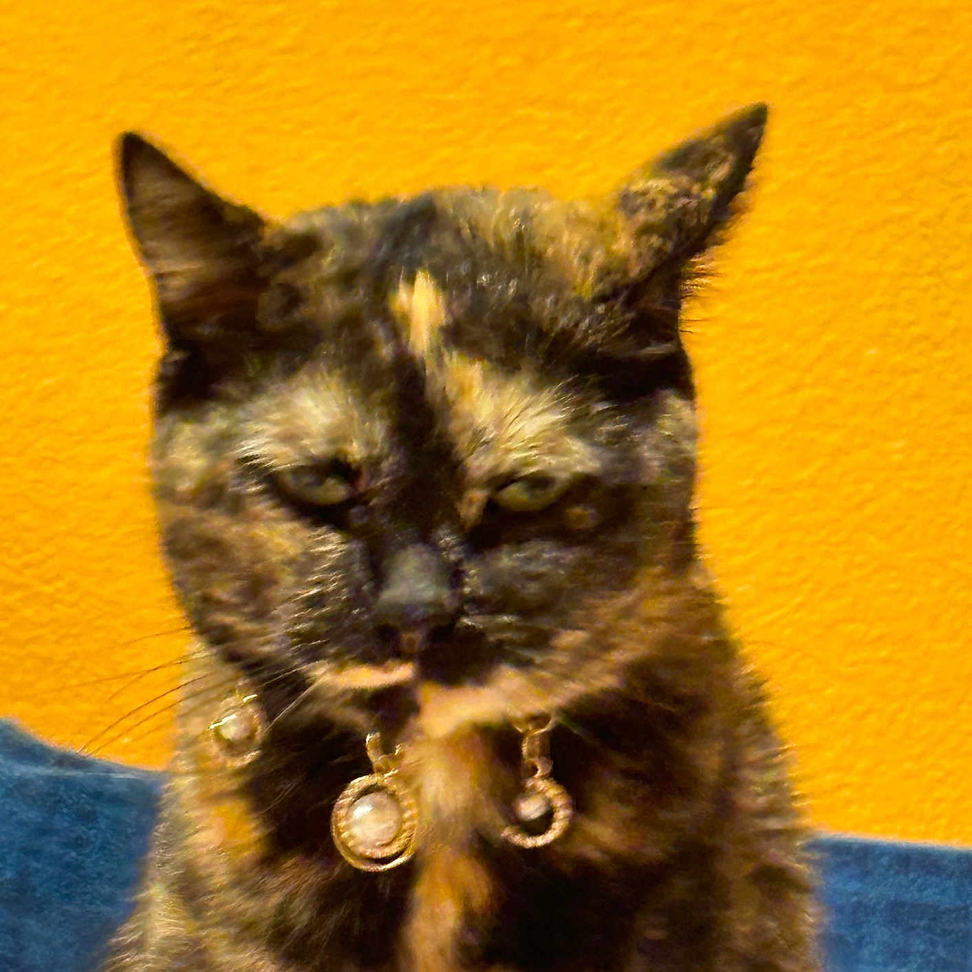 Dolores joined the competition — help win amazing prizes! animal, blue_cushion, cat, closeup, cute, decor, domestic_cat, ear, expression, feline, fur, indoor, jewelry, necklace, pet, portrait, sitting, tortoiseshell, whiskers, yellow_wall