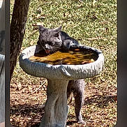 Kitty Kitty is registered to the contest to win money with this photo: cat, gray_cat, birdbath, water, drinking, outdoor, garden, grass, sunlight, animal, pet, nature, tree, leaf, wildlife, curious, balance, daytime, mammal, feline