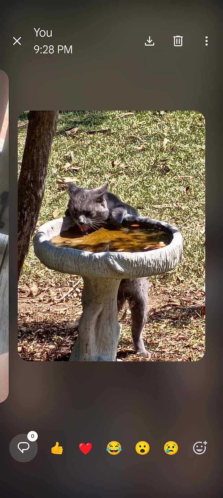 Kitty Kitty is registered to the contest to win money with this photo: cat, gray_cat, birdbath, water, drinking, outdoor, garden, grass, sunlight, animal, pet, nature, tree, leaf, wildlife, curious, balance, daytime, mammal, feline
