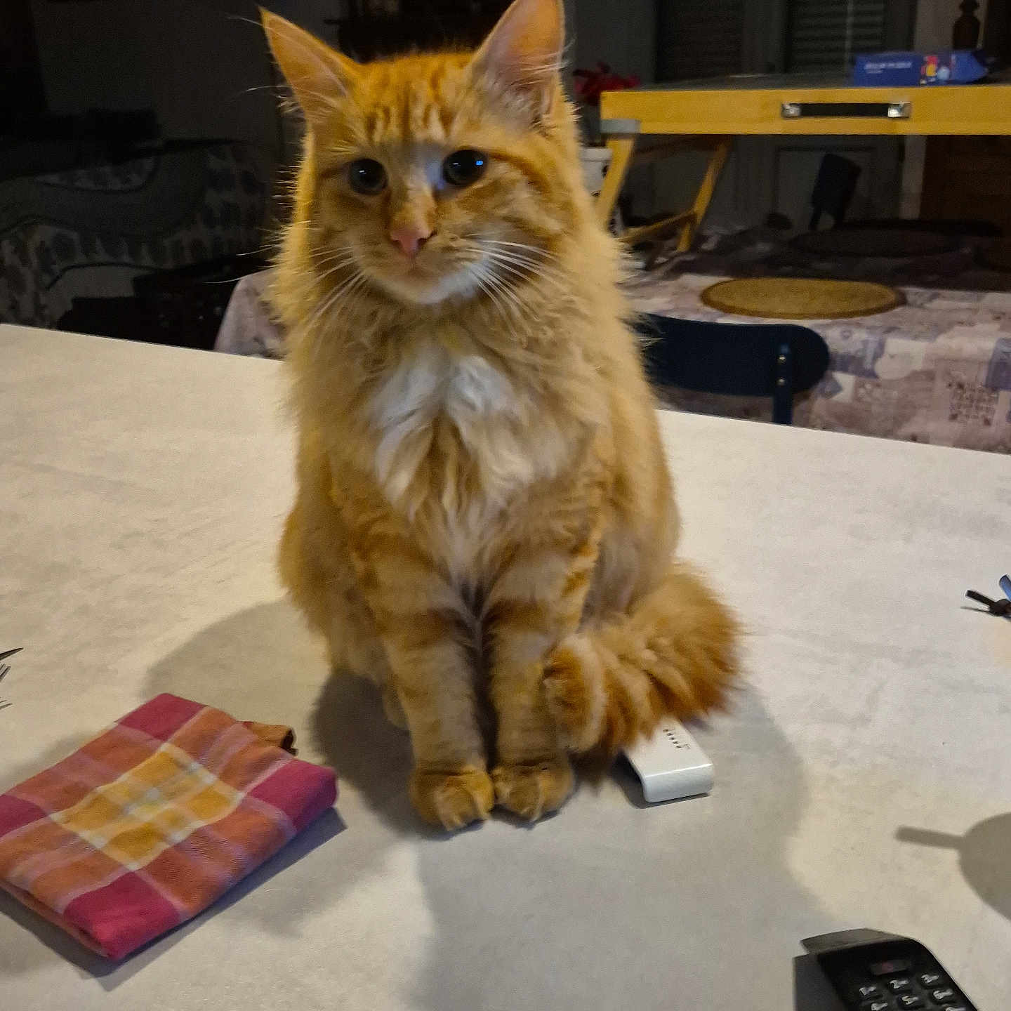 Rouky a rejoint le concours — aidez-le/la à gagner de superbes lots ! cat, ginger_cat, orange_fur, fluffy, longhaired, sitting, table, indoors, portrait, pet, animal, whiskers, ears, eyes, paws, tail, remote_control, folded_cloth, dining_room, furniture