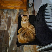 Rouky a rejoint le concours — aidez-le/la à gagner de superbes lots ! cat, orange_cat, ginger_cat, fluffy, fur, feline, pet, animal, sitting, lounging, chair, black_chair, wooden_floor, indoor, home, furniture, portrait, front_view, relaxed, whiskers