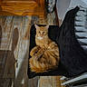 cat, orange_cat, ginger_cat, fluffy, fur, feline, pet, animal, sitting, lounging, chair, black_chair, wooden_floor, indoor, home, furniture, portrait, front_view, relaxed, whiskers