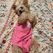 Sunnygirl joined the competition — help win amazing prizes! adorable, animal, bedspread, cozy, cute, dog, fabric, floral_pattern, fluffy, fur, home, indoors, lying_down, pet, pink_clothing, playful, quilt, resting, small_dog, soft_texture