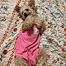 adorable, animal, bedspread, cozy, cute, dog, fabric, floral_pattern, fluffy, fur, home, indoors, lying_down, pet, pink_clothing, playful, quilt, resting, small_dog, soft_texture