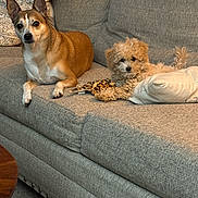 Sunny Girl joined the competition — help win amazing prizes! dog, puppy, couch, indoor, pet, fur, animal, relaxing, toy, pillow, brown, white, beige, living_room, companion, cute, small_dog, medium_dog, fur_texture, home