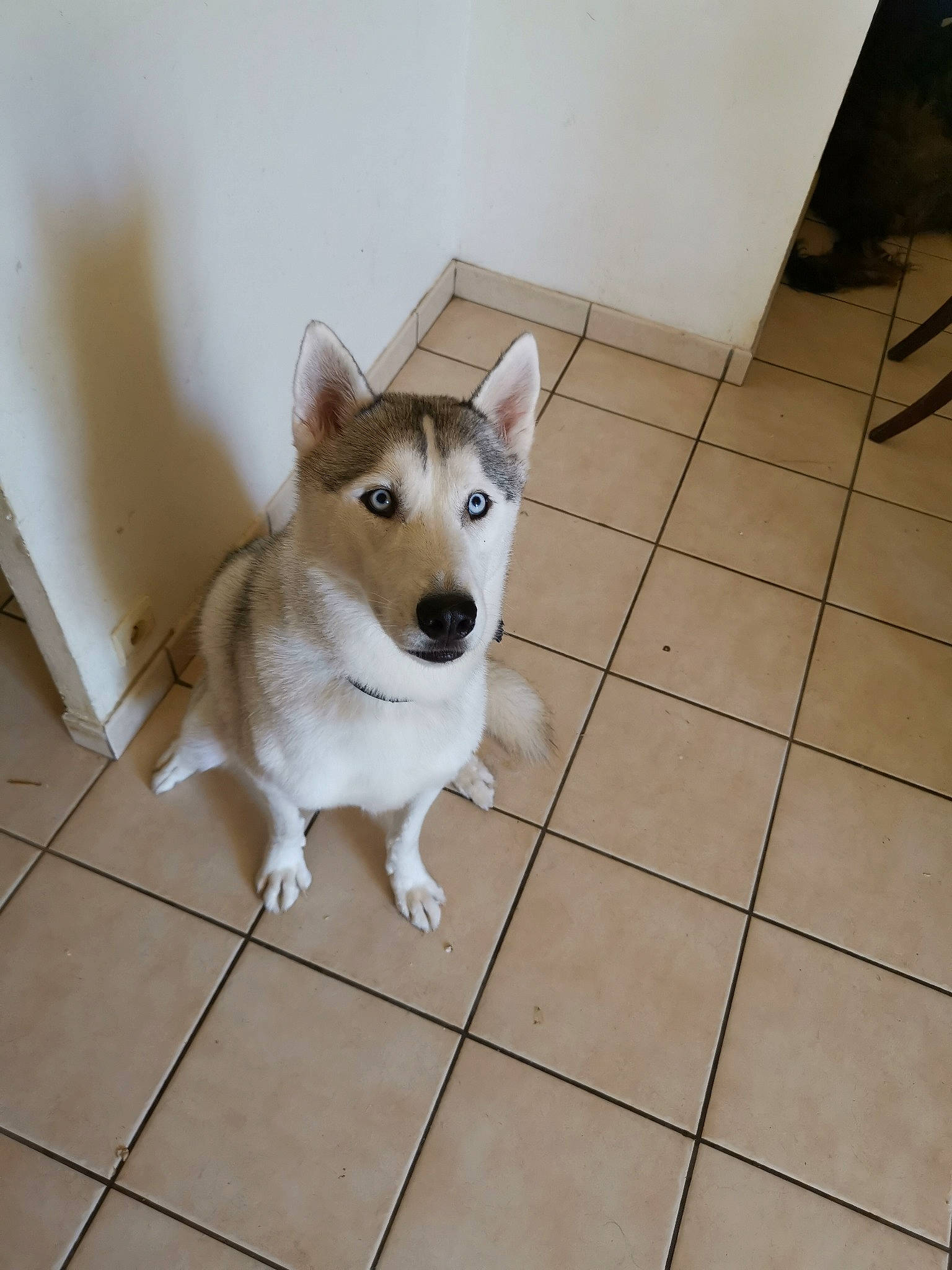 Fantome a rejoint le concours — aidez-le/la à gagner de superbes lots ! alaskan_klee_kai, ancient_dog_breeds, canaan_dog, canidae, carnivore, dog, dog_breed, east_siberian_laika, labrador_husky, mammal, norwegian_buhund, rare_breed_dog, sakhalin_husky, shikoku, siberian_husky, sporting_group, tamaskan_dog, thai_bangkaew_dog, vertebrate, wolfdog