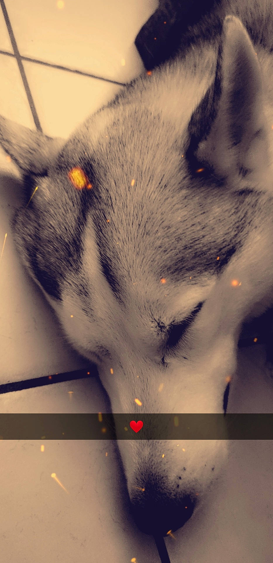 Fantome a rejoint le concours — aidez-le/la à gagner de superbes lots ! alaskan_malamute, canidae, carnivore, eye, fur, nose, siberian_husky, snout, whiskers, wolfdog