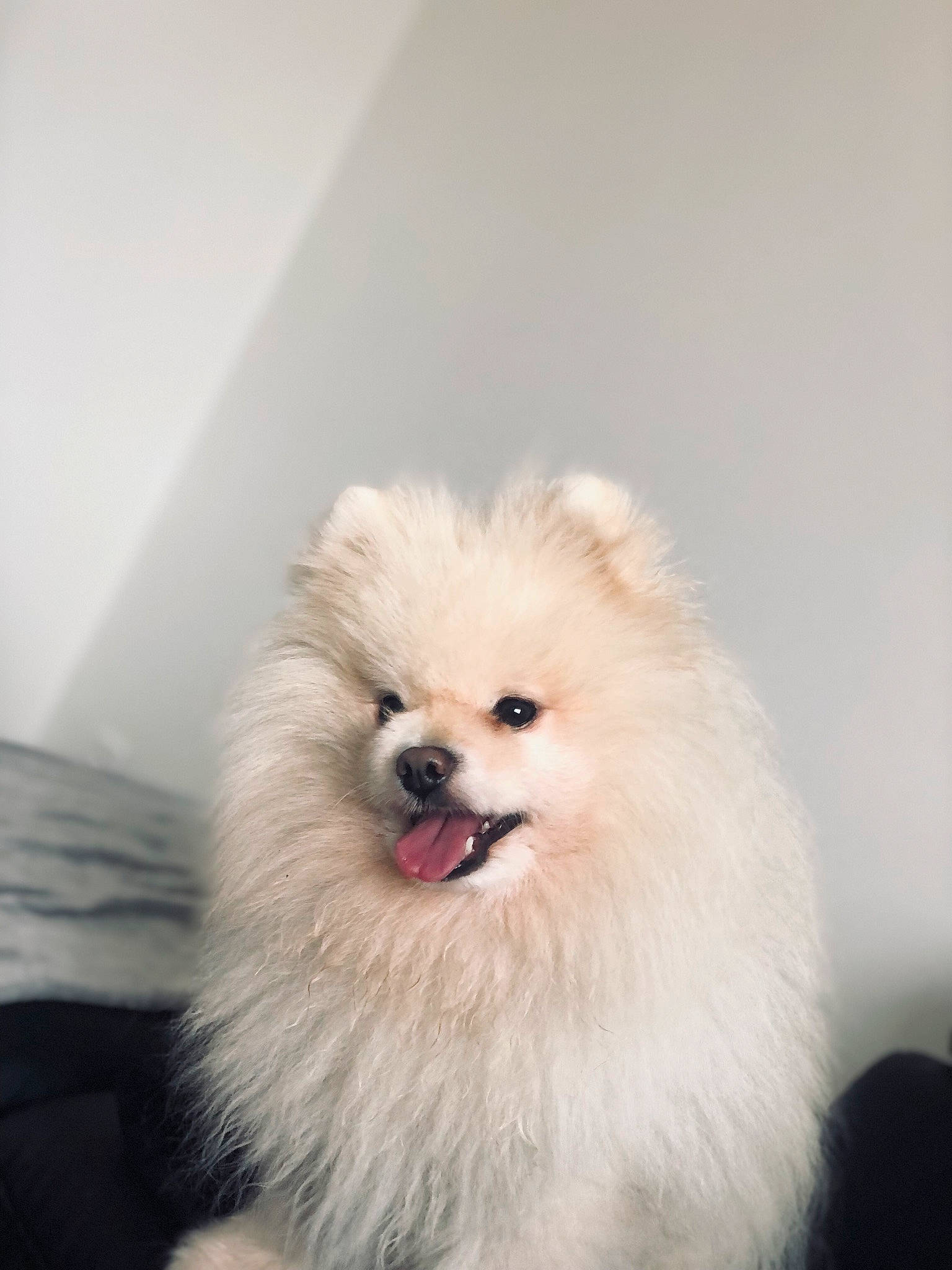 Loco a rejoint le concours — aidez-le/la à gagner de superbes lots ! canidae, carnivore, companion_dog, dog, dog_breed, fawn, fur, german_spitz, german_spitz_klein, german_spitz_mittel, happy, helmet, non_sporting_group, snout, spitz, sporting_group, toy_dog, volpino_italiano, whiskers, working_animal