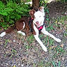 dog, brown_and_white, harness, outdoor, grass, plants, bush, ground, smiling, pet, canine, nature, sunlight, happy, animal, leaves, resting, playful, young_dog, ears_up