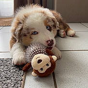 Aslan participe au concours pour gagner de l'argent avec cette photo : puppy, dog, toy, plush_toy, blue_eyes, floor, tile, carpet, indoor, pet, cute, animal, lying_down, home, curtains, blanket, furniture, nose, paw, young